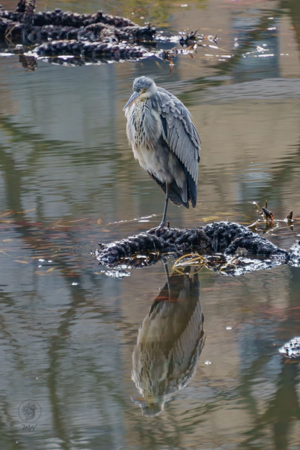 pixelgraphix-manuela-hoffmann-2026-april-01-14