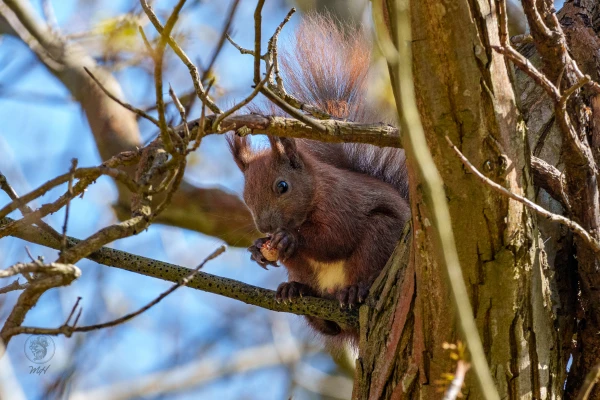 Ein Eichh&ouml;rnchen sitzt in einer Baumspalte. Es h&auml;lt etwas an seinem Maul.