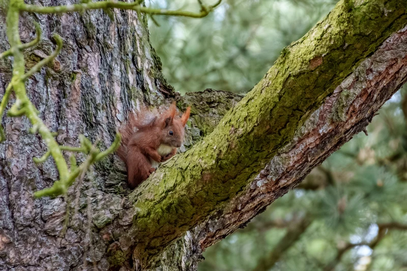 Eichh&ouml;rnchen im Botanischen Garten Berlin
