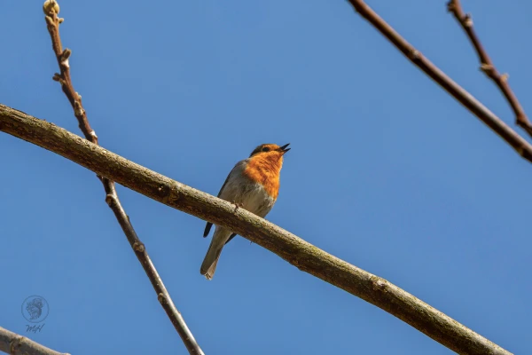 pixelgraphix-manuela-hoffmann-2026-april-02-24-2