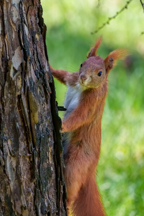 Ein Eichh&ouml;rnchen lehnt sich an einen Baumstamm. Es blickt aus dem Stamm heraus.