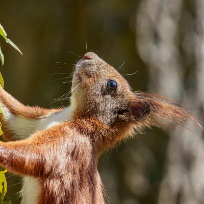 Ein Eichh&ouml;rnchen h&auml;ngt an einem Baumstamm und schaut nach oben.