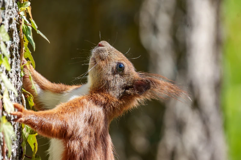 Ein Eichh&ouml;rnchen h&auml;ngt an einem Baumstamm und schaut nach oben.