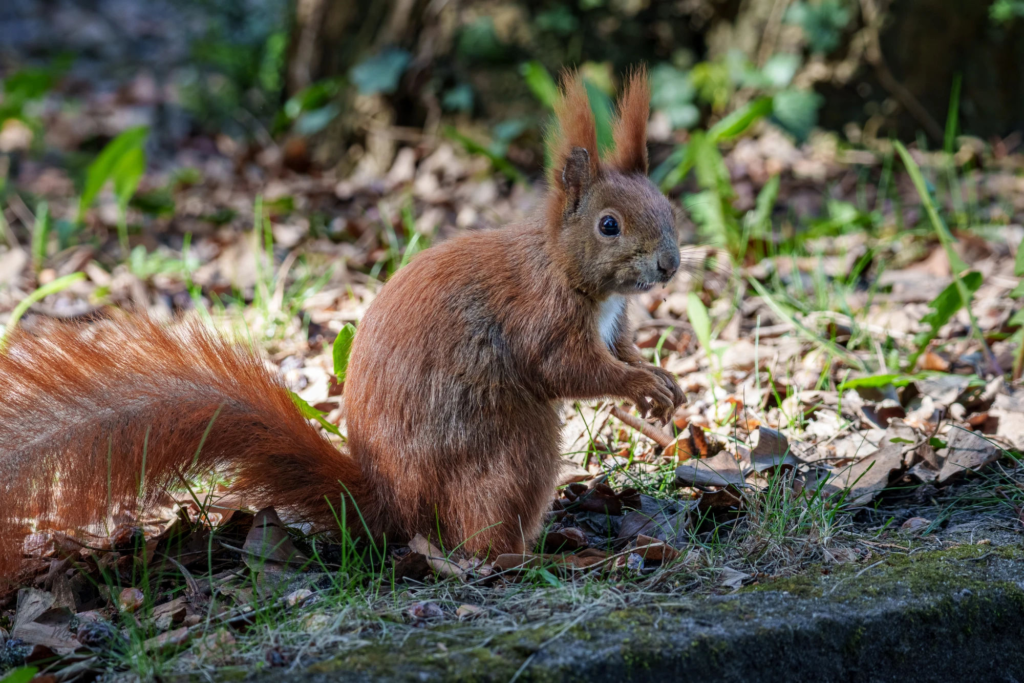 Ein Eichh&ouml;rnchen steht auf dem Boden. Es blickt nach rechts.