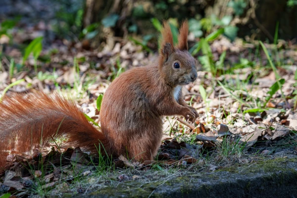 Ein Eichh&ouml;rnchen steht auf dem Boden. Es blickt nach rechts.