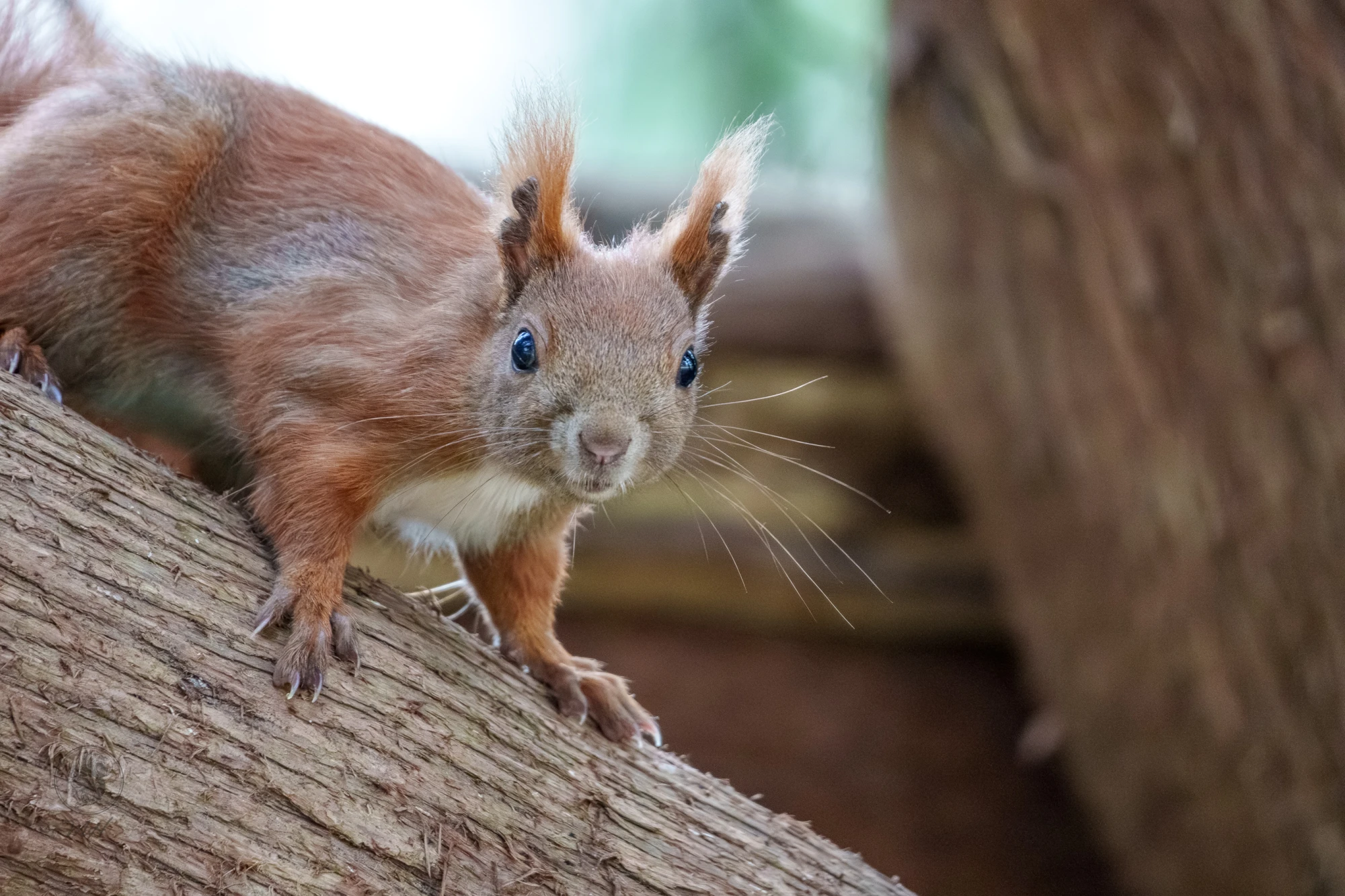 Ein Eichh&ouml;rnchen steht auf einem Holzstamm.