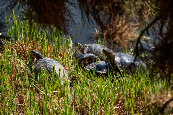 Schildkr&ouml;ten am Ufer