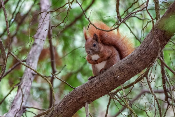 Eichh&ouml;rnchen im Botanischen Garten