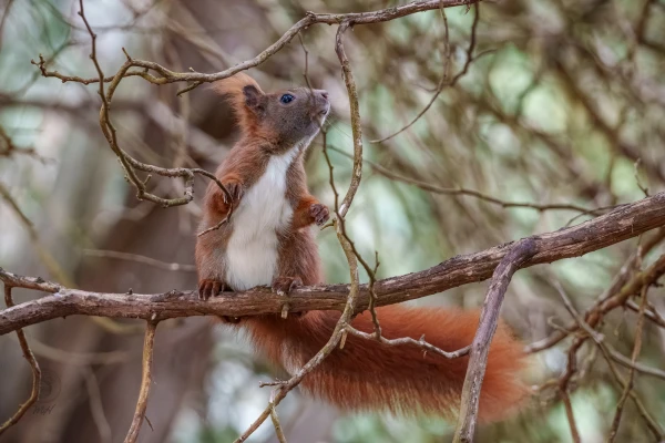 Ein Eichh&ouml;rnchen sitzt auf einem Ast im Wald. Es blickt nach oben.