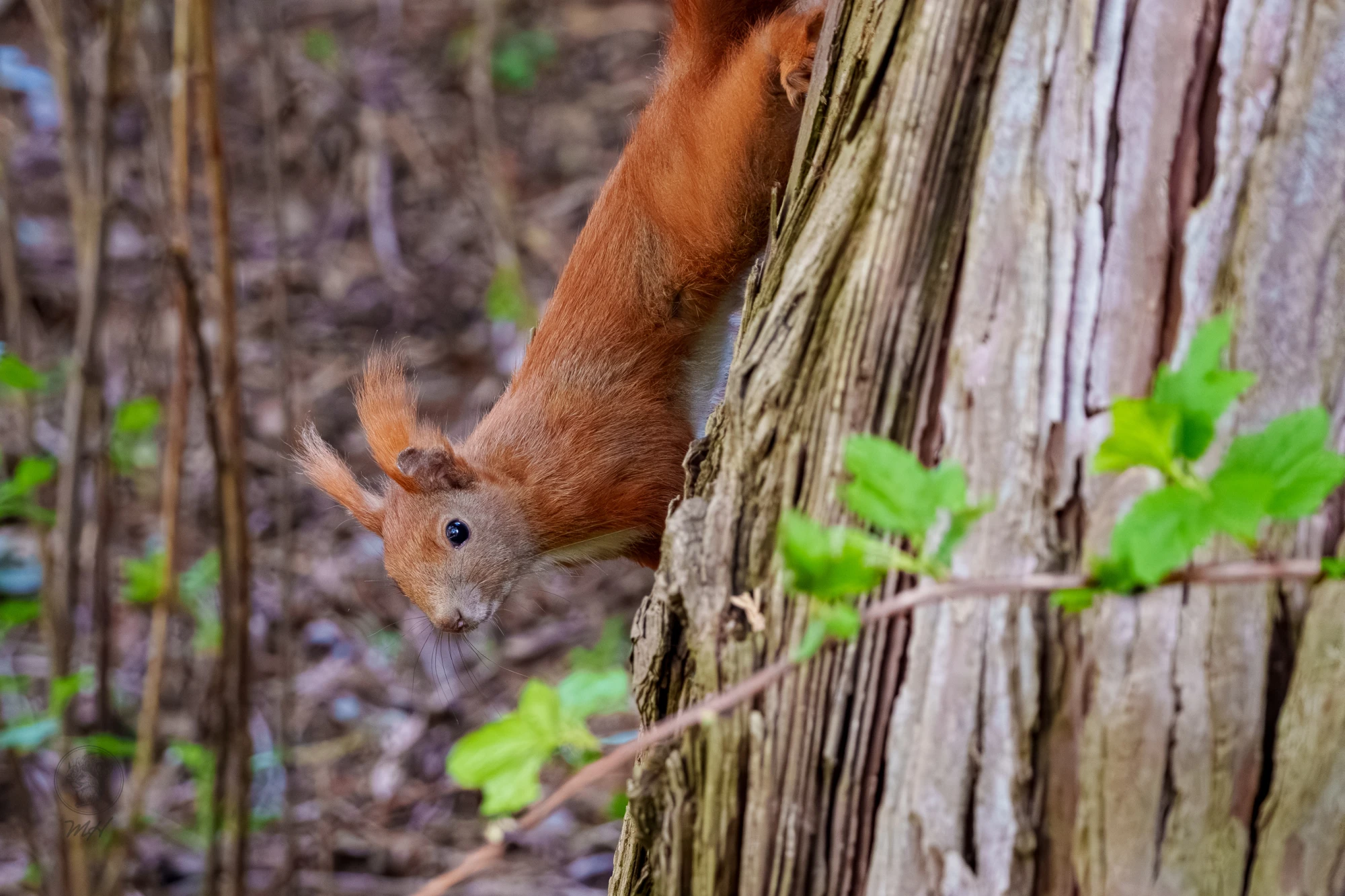 Ein Eichh&ouml;rnchen lehnt sich an einen Baumstamm. Es befindet sich an der vertikalen Rinde.