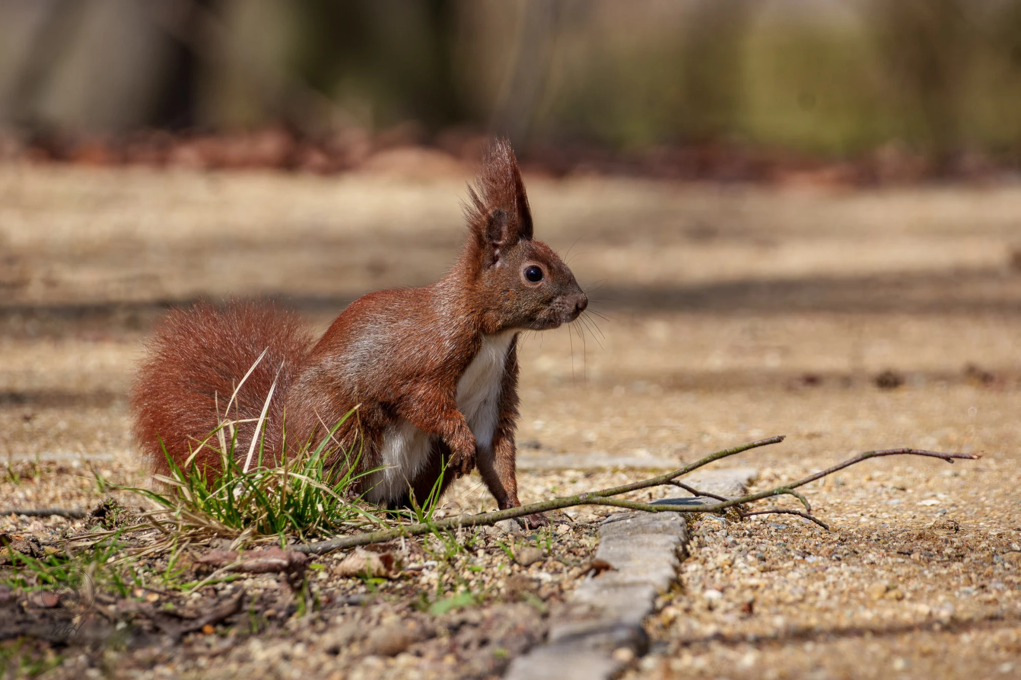 Eichh&ouml;rnchen im Botanischen Garten Berlin