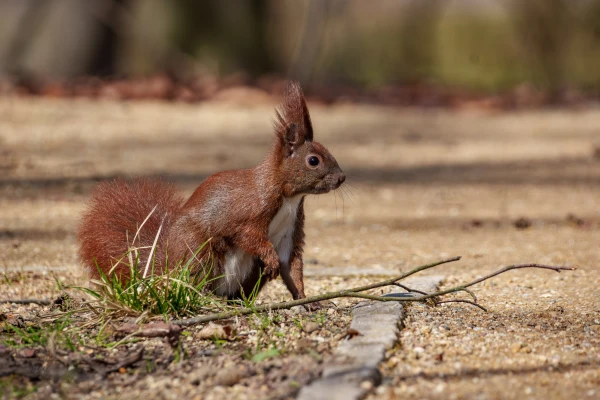 Eichh&ouml;rnchen im Botanischen Garten Berlin
