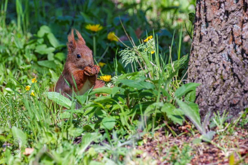 Ein Eichh&ouml;rnchen sitzt in der Wiese neben einem Baum. Es frisst eine Nuss.