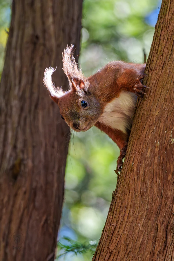 Ein Eichh&ouml;rnchen schaut hinter einem Baum hervor.