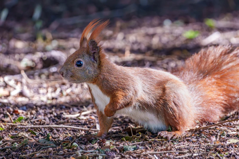 Ein Eichh&ouml;rnchen sitzt auf dem Boden und schaut nach links.