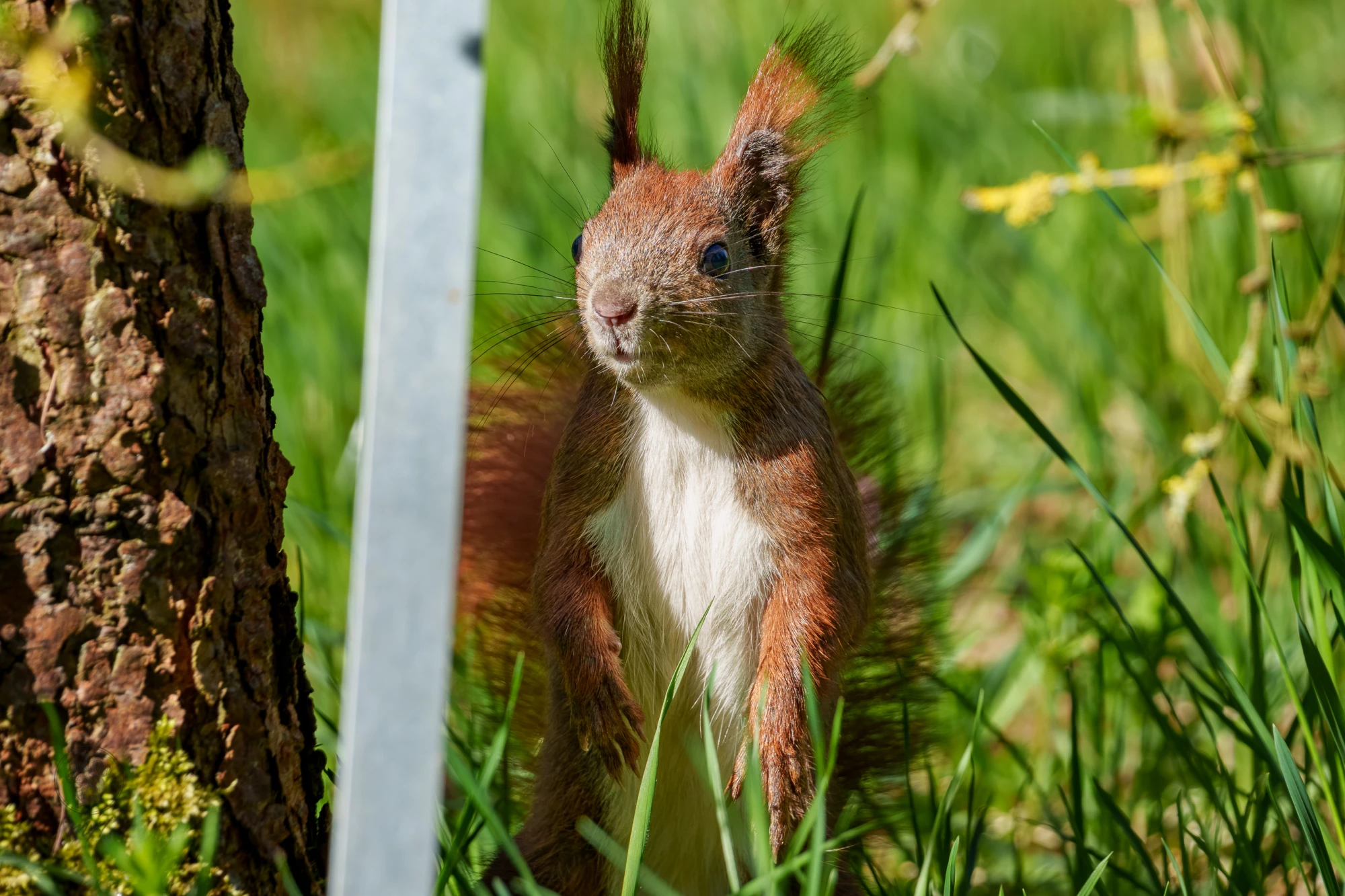 Ein Eichh&ouml;rnchen steht im hohen Gras. Es befindet sich neben einem vertikalen Pfosten.