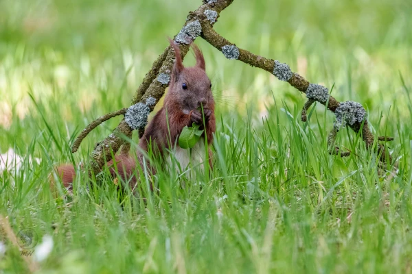 Eichh&ouml;rnchen im Botanischen Garten Berlin