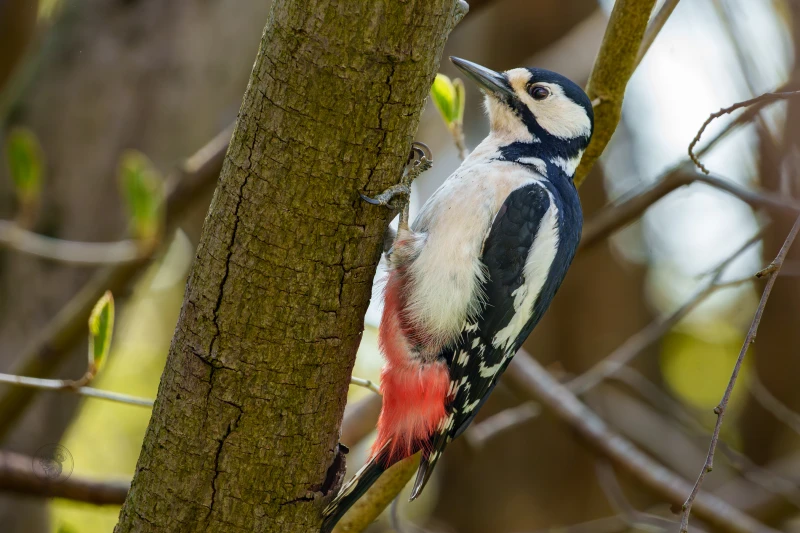 Ein Specht h&auml;ngt an einem Baumstamm.