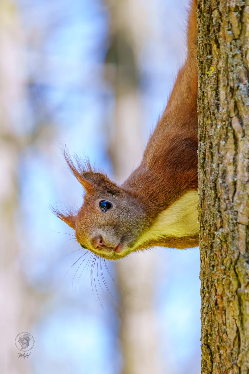Ein Eichh&ouml;rnchen h&auml;ngt kopf&uuml;ber an einem Baumstamm.