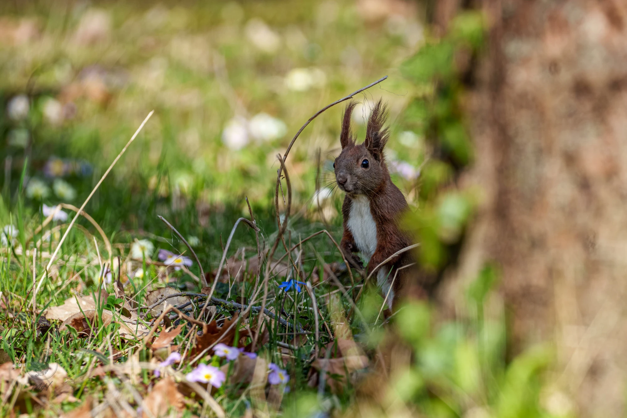 Eichh&ouml;rnchen im Botanischen Garten Berlin