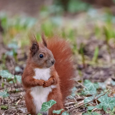 Ein Eichh&ouml;rnchen steht auf dem Waldboden. Es befindet sich inmitten von Efeu.