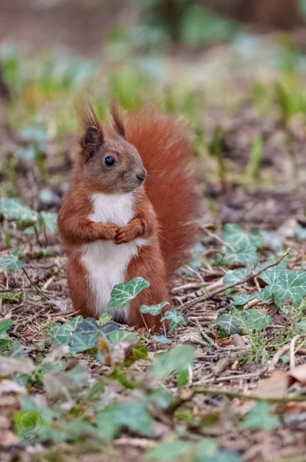 Ein Eichh&ouml;rnchen steht auf dem Waldboden. Es befindet sich inmitten von Efeu.