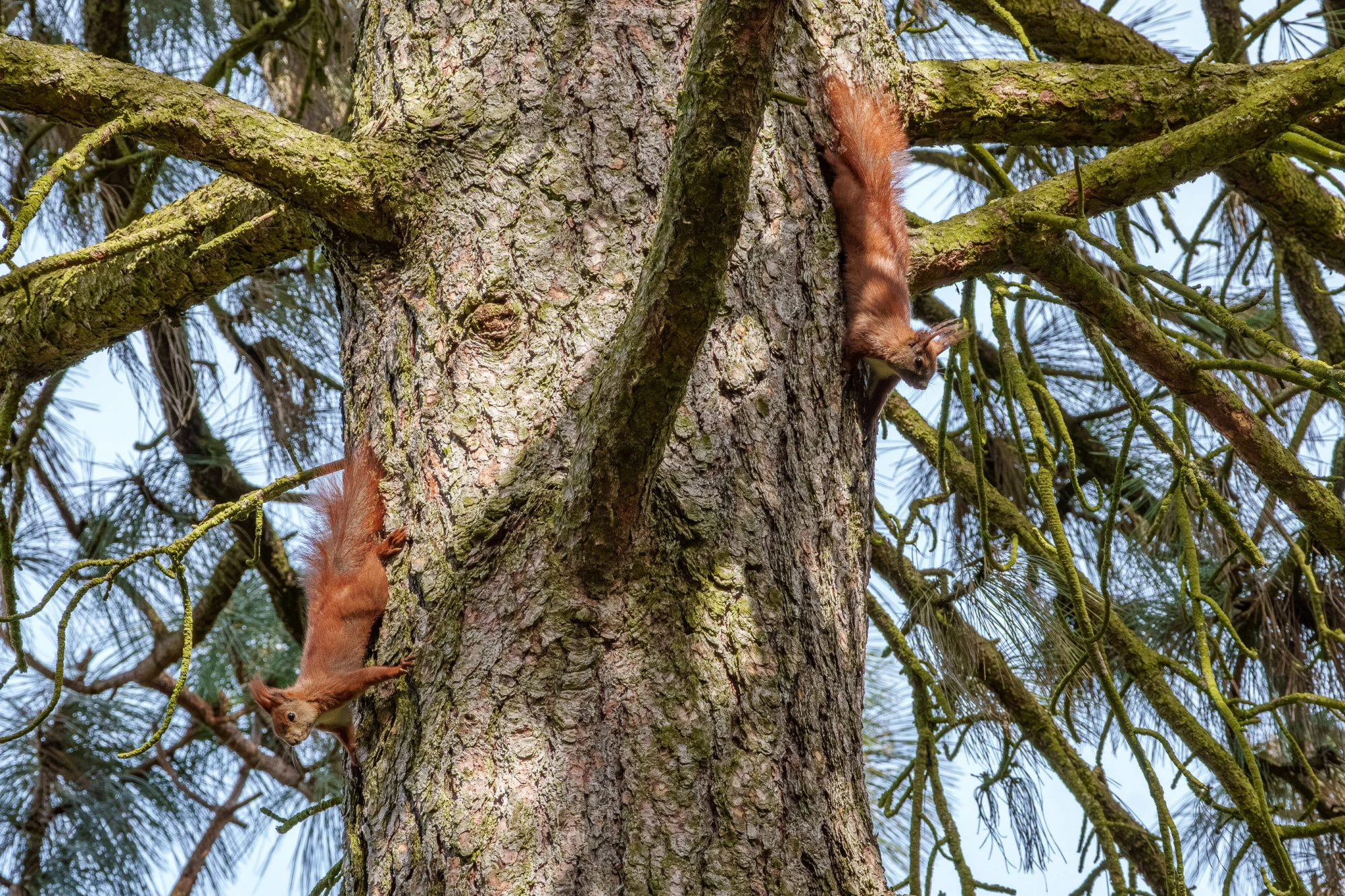 Eichh&ouml;rnchen im Botanischen Garten Berlin