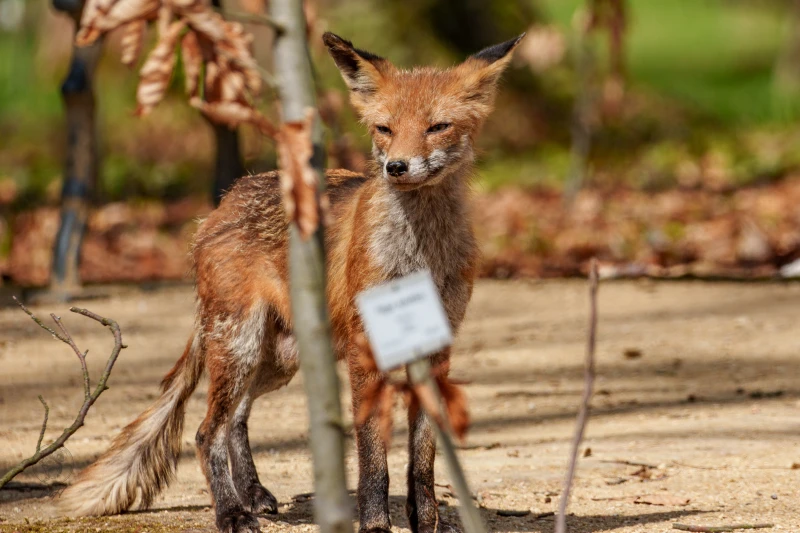 Ein Fuchs steht  auf einem Weg.