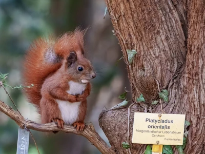 Botanischer Garten Berlin