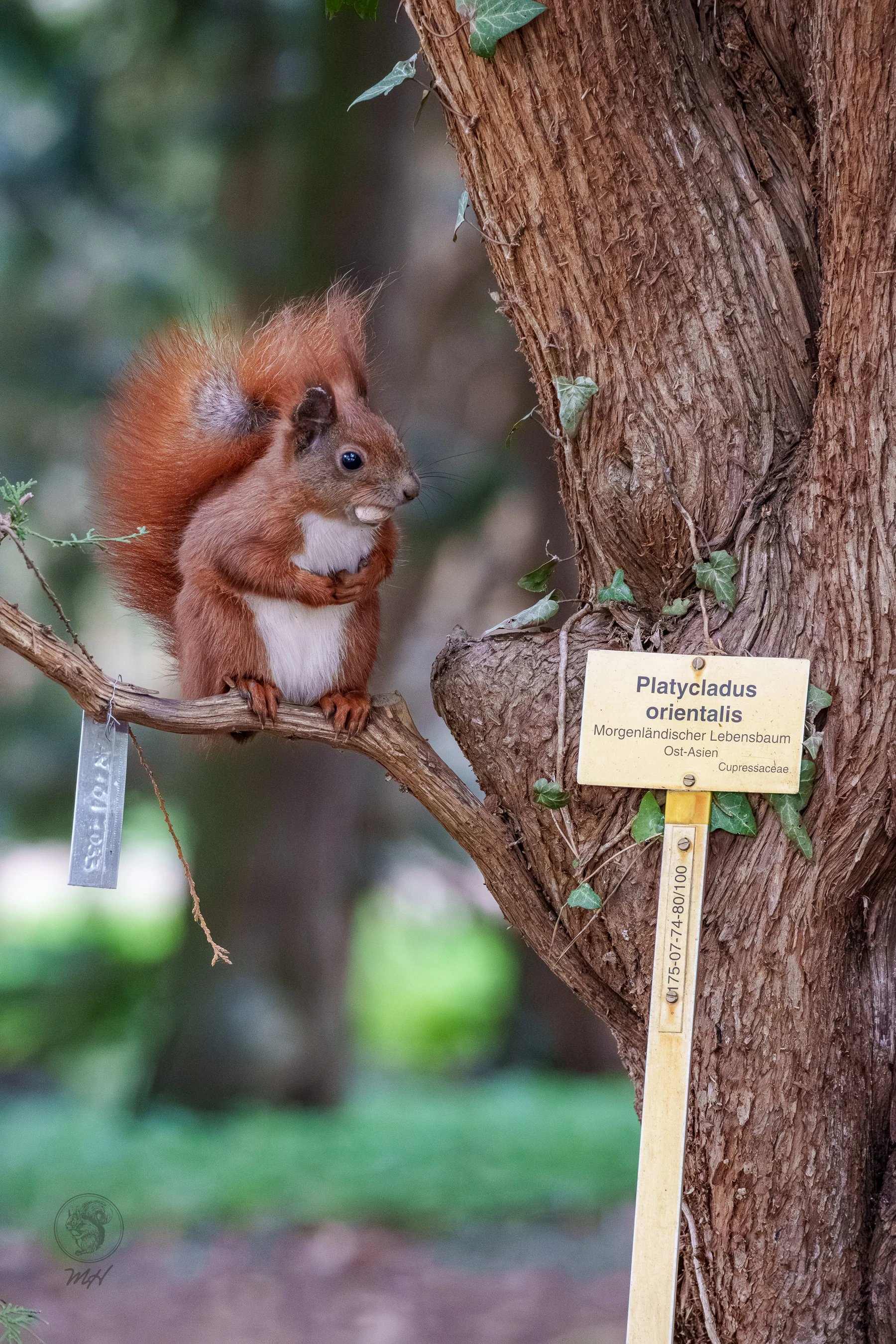 Ein Eichh&ouml;rnchen sitzt auf einem Ast an einem Baumstamm.