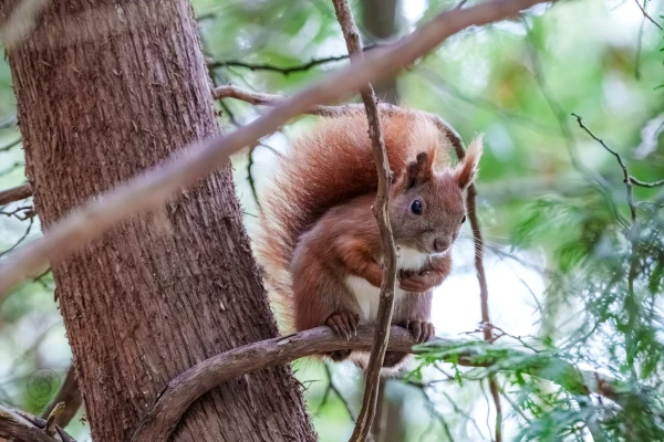 Eichh&ouml;rnchen im Botanischen Garten