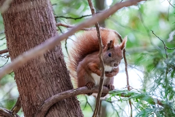 Ein Eichh&ouml;rnchen sitzt auf einem Ast. Es befindet sich an einem Baumstamm im Wald.