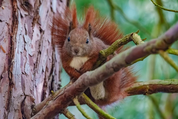 Ein Eichh&ouml;rnchen sitzt auf einem Ast. Es befindet sich an einem Baumstamm.