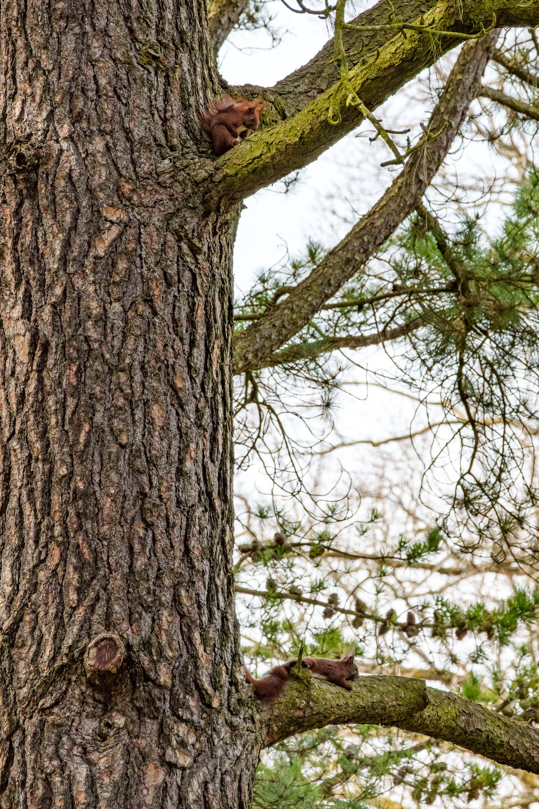 Eichh&ouml;rnchen im Botanischen Garten Berlin