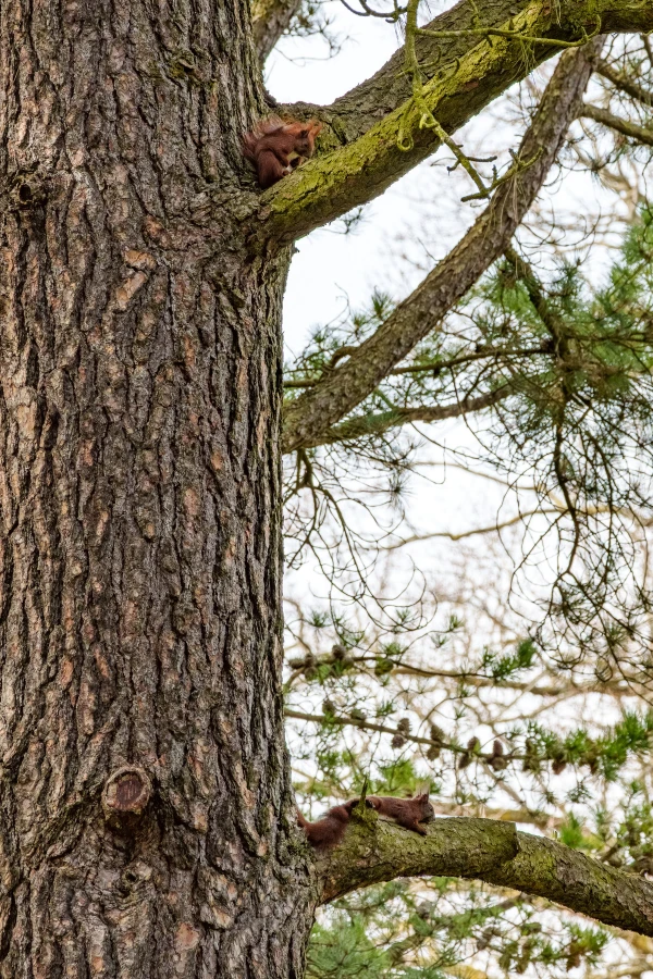Eichh&ouml;rnchen im Botanischen Garten Berlin