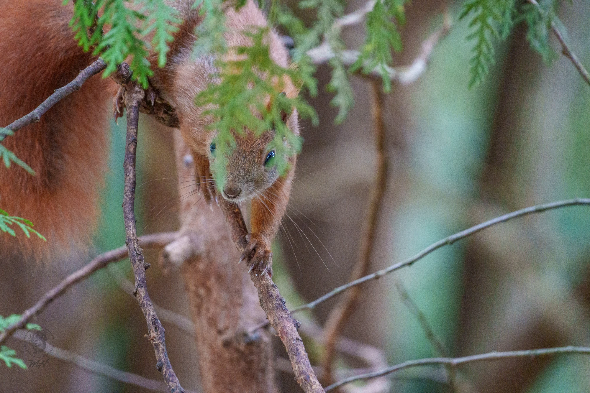 Ein Eichh&ouml;rnchen befindet sich an &Auml;sten. Es n&auml;hert sich durch das Laubwerk.