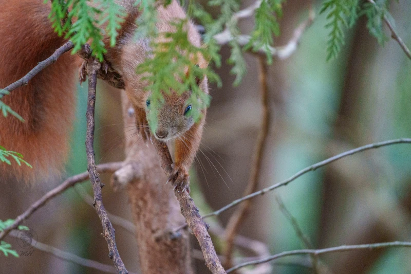 Ein Eichh&ouml;rnchen befindet sich an &Auml;sten. Es n&auml;hert sich durch das Laubwerk.