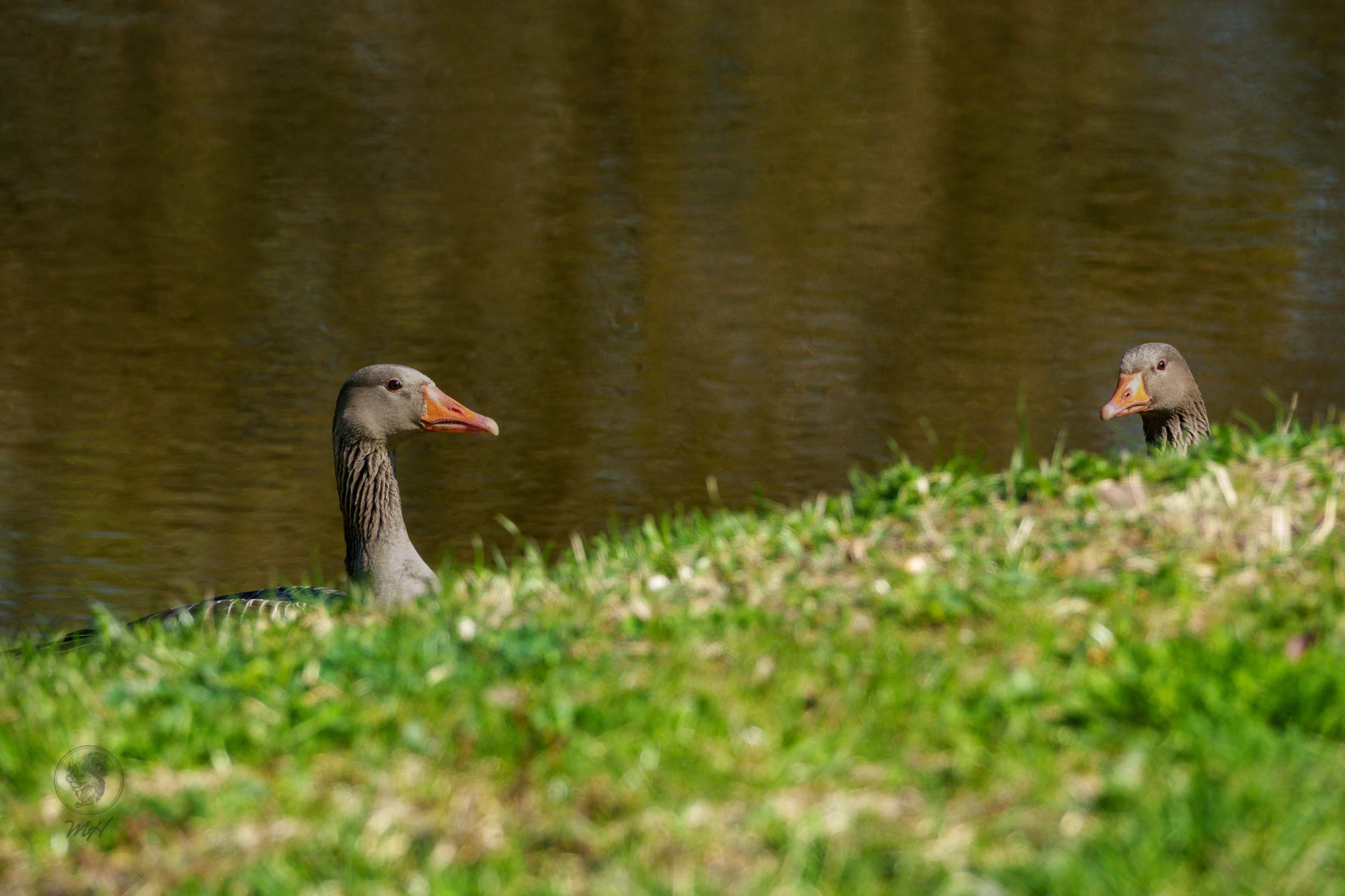Zwei G&auml;nse stehen auf einem grasbewachsenen Ufer. Sie blicken sich zu.
