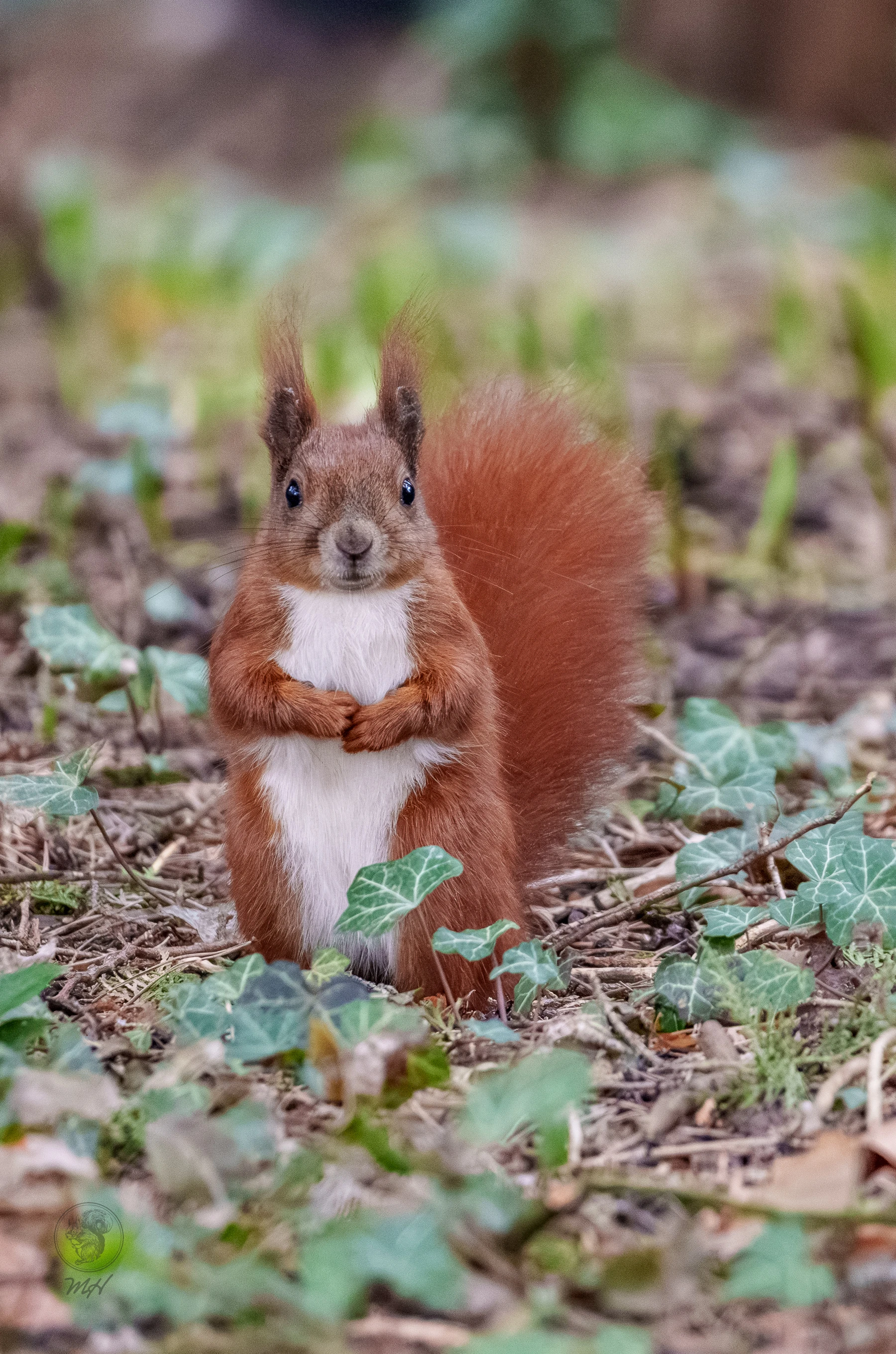 Ein Eichh&ouml;rnchen steht auf dem Boden. Es h&auml;lt seine Vorderpfoten vor seinem K&ouml;rper zusammen.