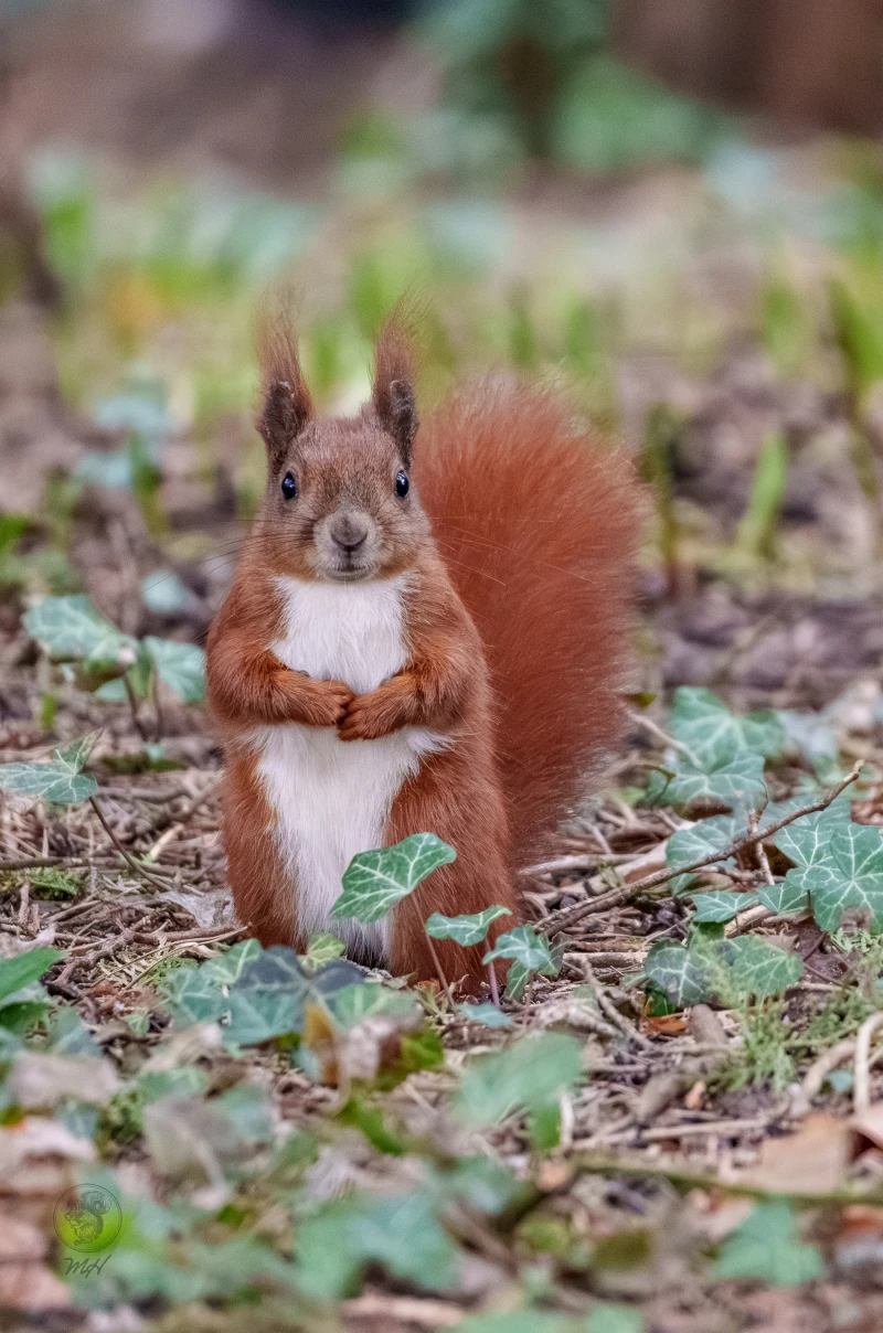 Ein Eichh&ouml;rnchen steht auf dem Boden. Es h&auml;lt seine Vorderpfoten vor seinem K&ouml;rper zusammen.