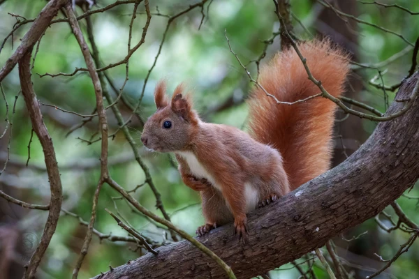 Ein Eichh&ouml;rnchen sitzt auf einem Ast. Es befindet sich in einem Waldgebiet.