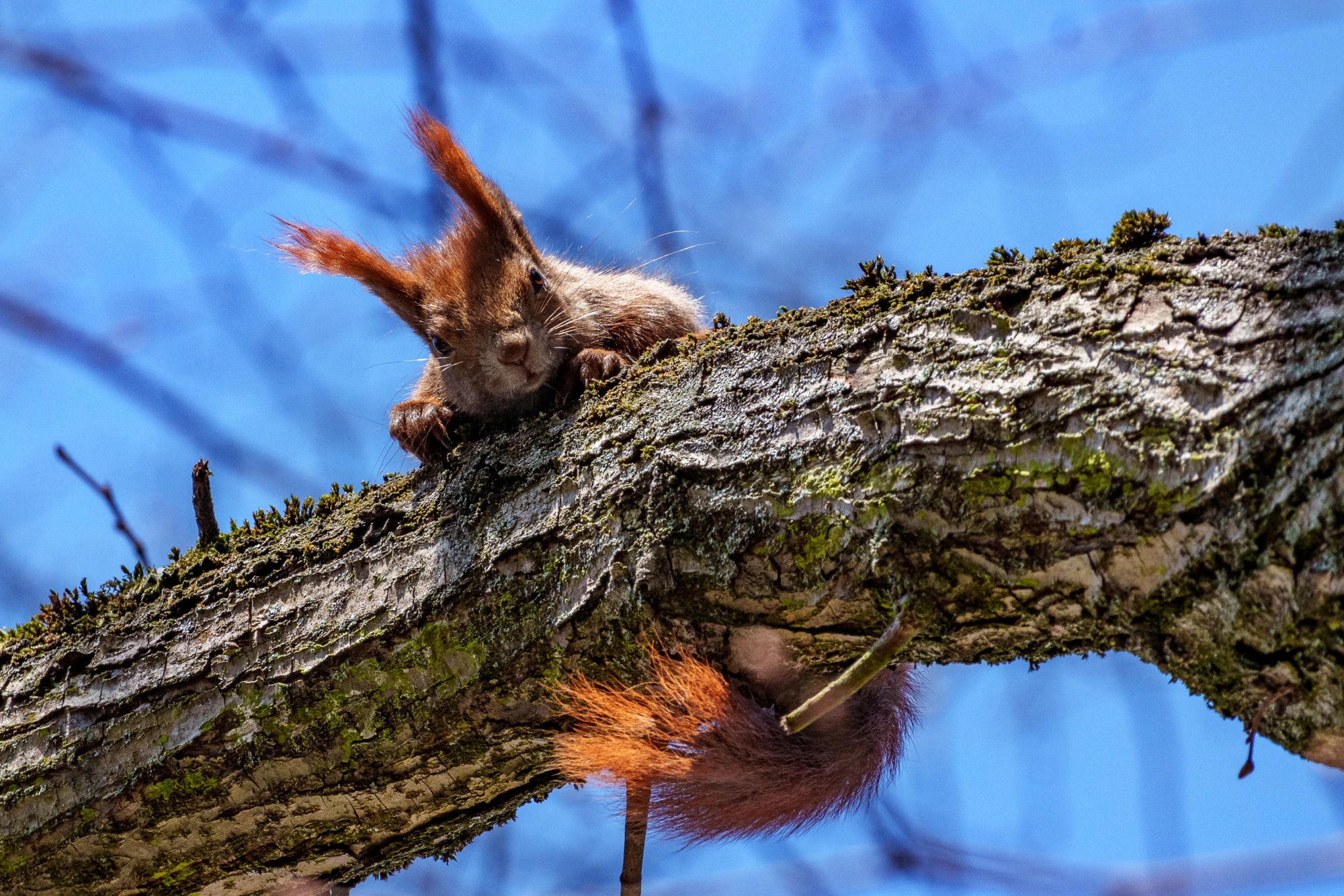 Ein Eichh&ouml;rnchen sitzt auf einem Ast. Es blickt nach unten.