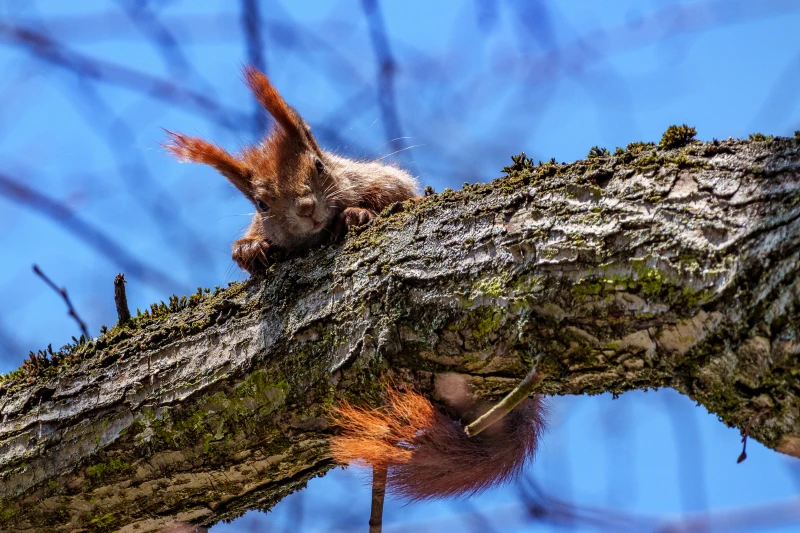 Ein Eichh&ouml;rnchen sitzt auf einem Ast. Es blickt nach unten.