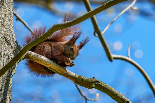Ein Eichh&ouml;rnchen sitzt auf einem Ast und frisst eine Nuss.