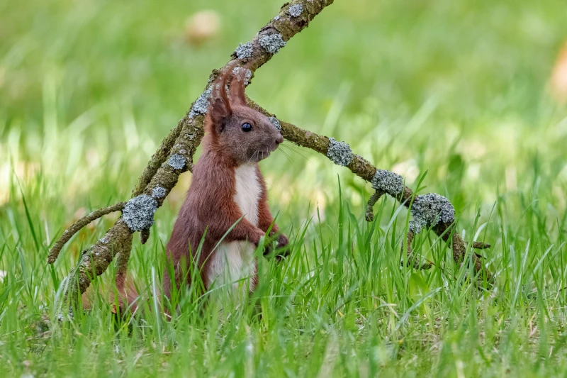 Eichh&ouml;rnchen im Botanischen Garten Berlin