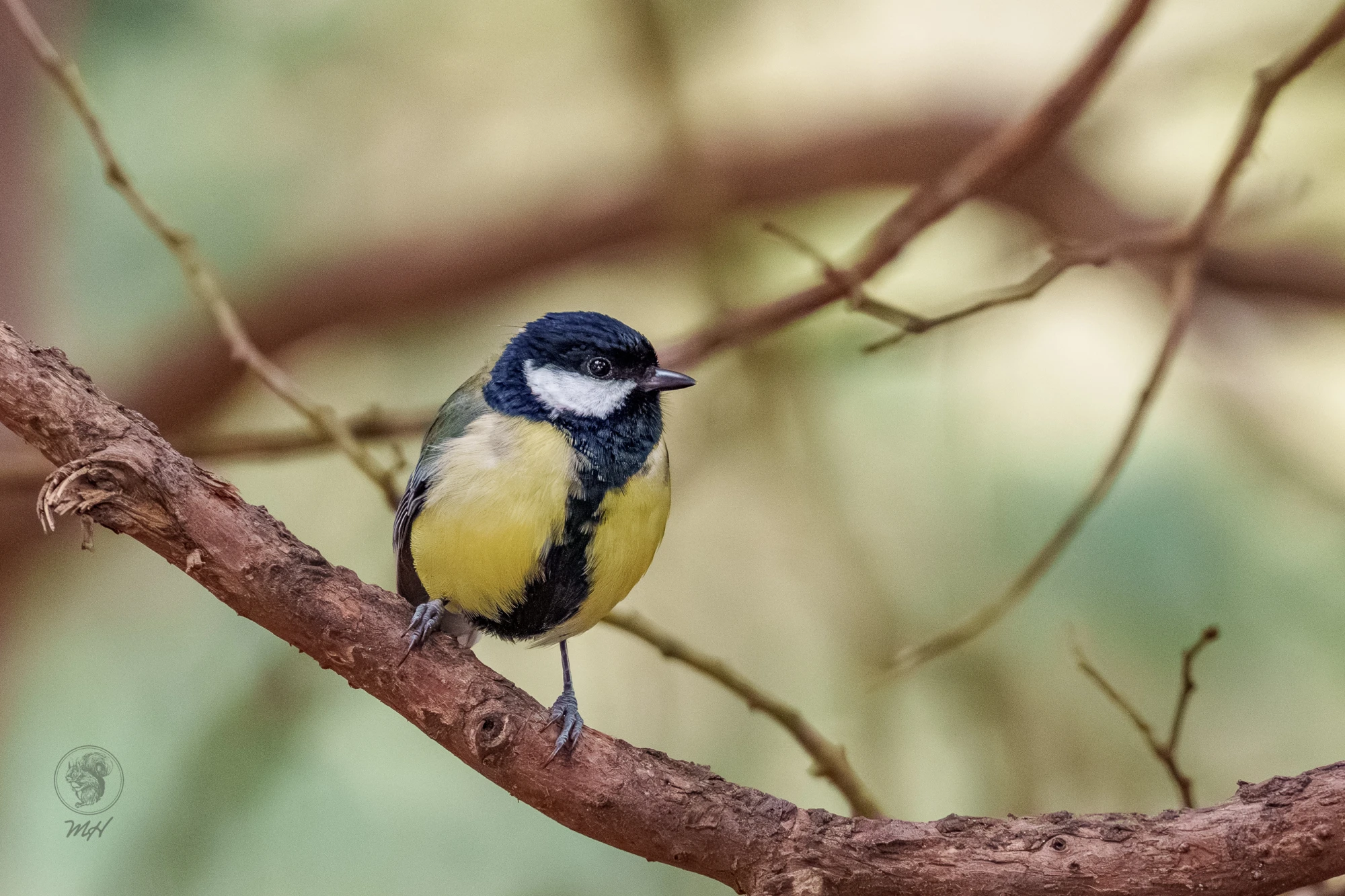 Eine Kohlmeise sitzt auf einem Ast.