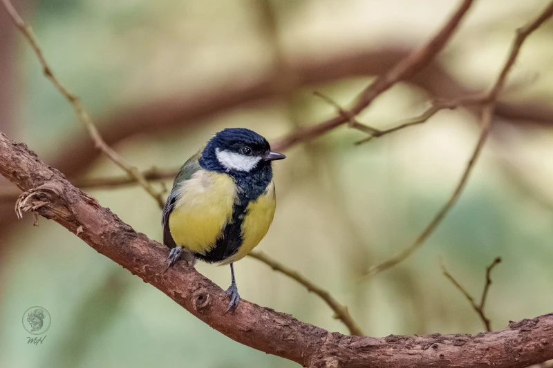 Eine Kohlmeise sitzt auf einem Ast.
