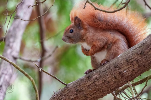 Ein Eichh&ouml;rnchen sitzt auf einem Ast. Es schaut nach links.