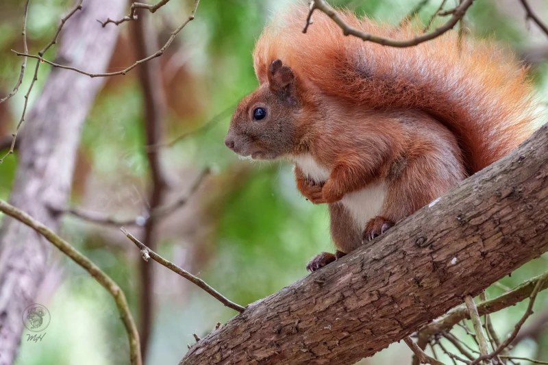 Ein Eichh&ouml;rnchen sitzt auf einem Ast. Es schaut nach links.