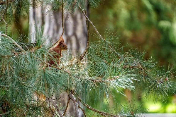 Eichh&ouml;rnchen im Botanischen Garten